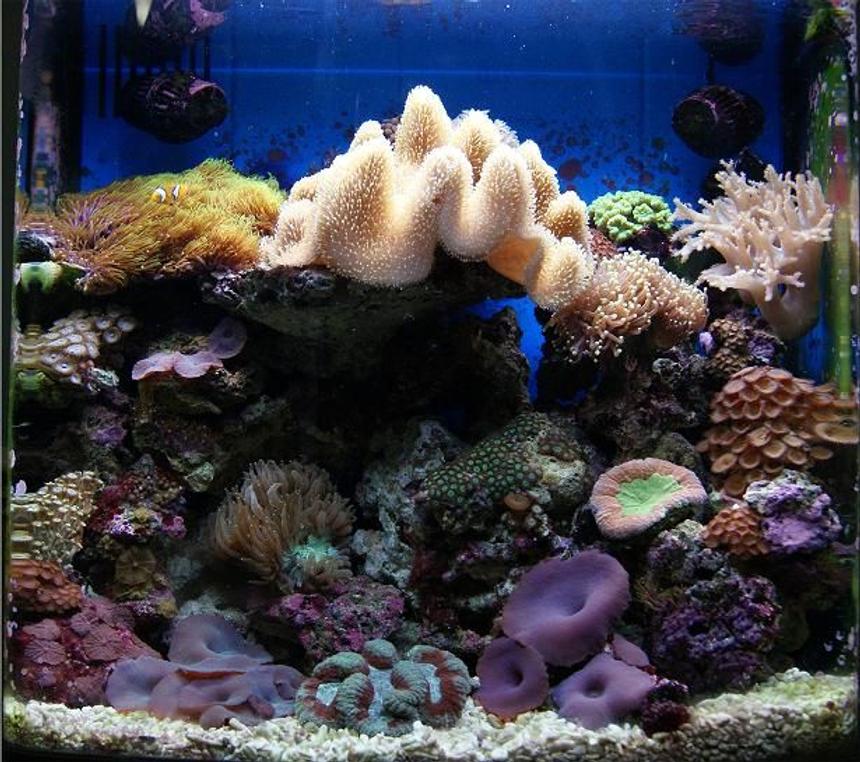 Rated #12: 11 Gallons Reef Tank - Nano Reef