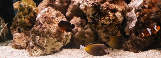 saltwater fish - acanthurus japonicus - powder brown tang stocking in 75 gallons tank - February 2010 New tank set-up Gold Rim Tang, Scopas Tang, Clown, Coral beauty, Sand Sifter Star fish.