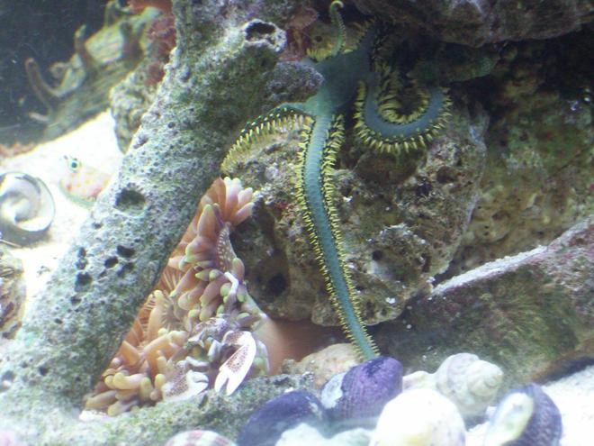 corals inverts - ophiothrix sp. - brittle sea star stocking in 14 gallons tank - just started 9 weeks old can you find the gobby or the crab