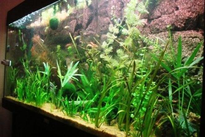 55 gallons planted tank (mostly live plants and fish) - 240 litre juwel tank with pressurized Co2.