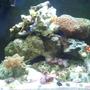 14 gallons reef tank (mostly live coral and fish) - bio-cube