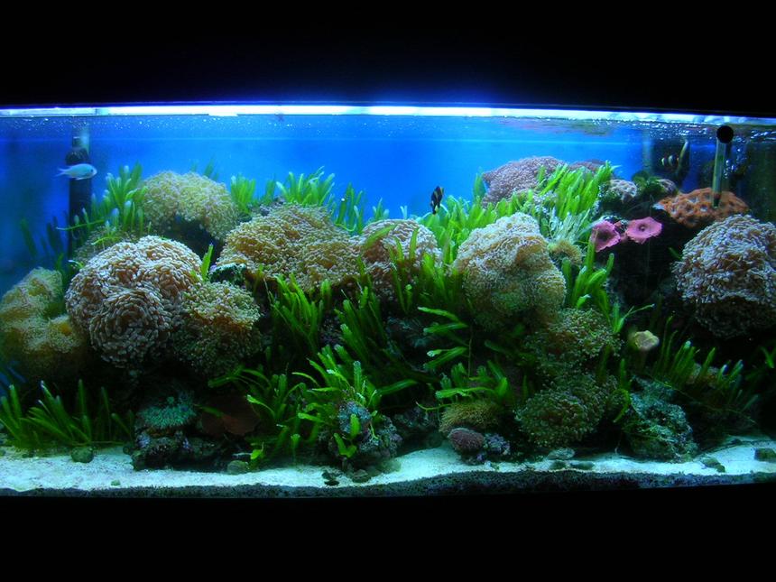 Rated #46: 75 Gallons Reef Tank - my tank