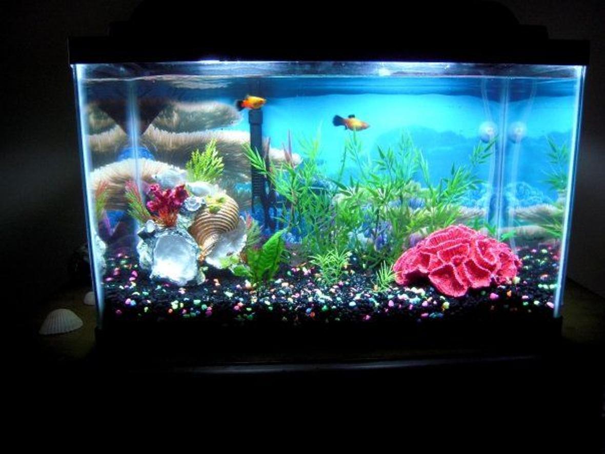 10 gallons freshwater fish tank (mostly fish and non-living decorations) - With much rearrangement and many trips to and from the pet store...this is the final result!