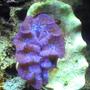 corals inverts - tridacna crocea - crocea clam stocking in 55 gallons tank - My Clam