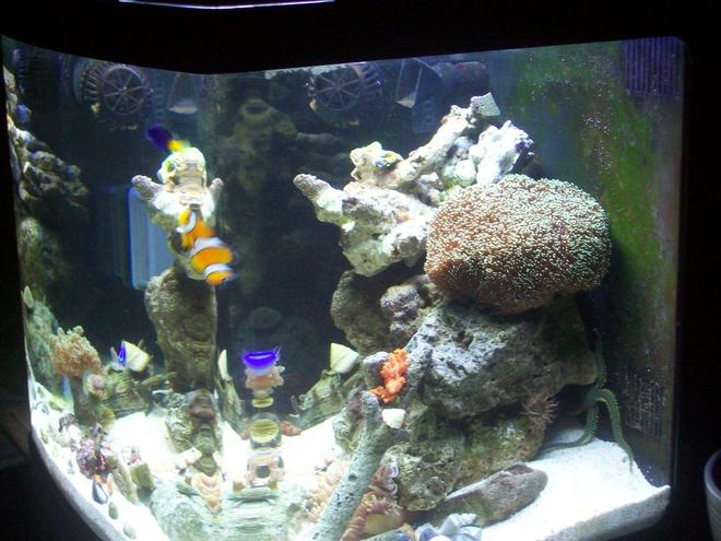 14 gallons reef tank (mostly live coral and fish) - new