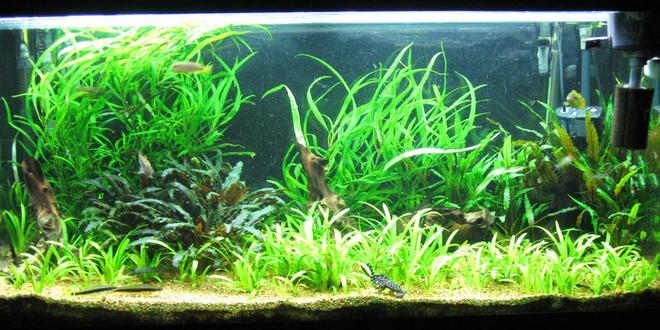 86 gallons planted tank (mostly live plants and fish) - Aquatic Delight.