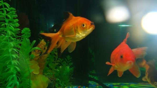 freshwater fish - carassius auratus - fantail goldfish stocking in 60 gallons tank - my giant gold fish