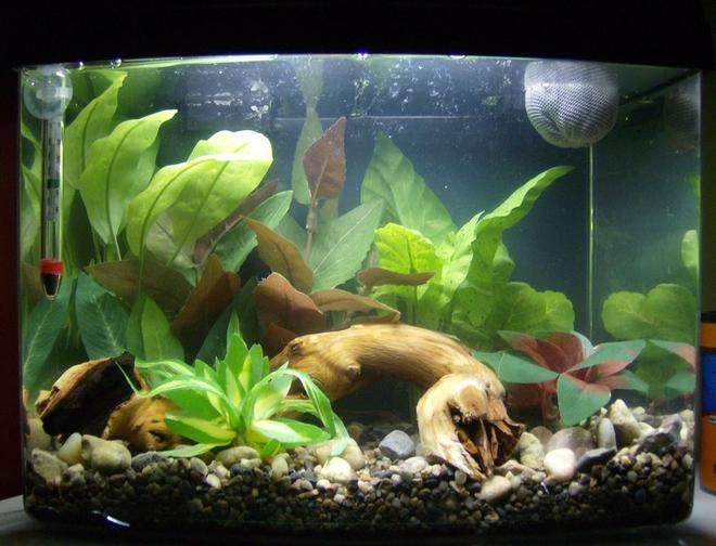 3 gallons freshwater fish tank (mostly fish and non-living decorations) - 3 gallon eclipse.  No fish yet - still cycling.