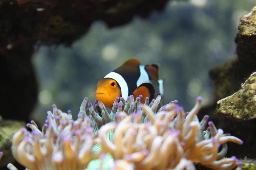 Rated #22: Saltwater Fish - Amphiprion Percula - True Percula Clownfish Stocking In 120 Gallons Tank - My female Perc at home