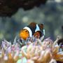 saltwater fish - amphiprion percula - true percula clownfish stocking in 120 gallons tank - My female Perc at home