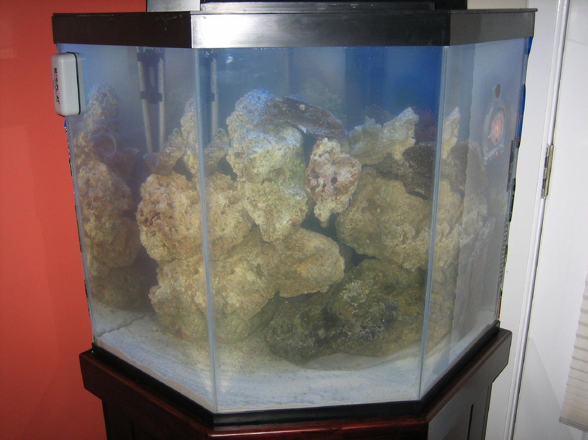 fish tank picture - This is my 44 gal corner fish tank. It has been set up for just over a week. I added 40lbs of live rock yesterday. I am going to wait for at least 2 more weeks before I add any fish. I still have not decided if I want to get a skimmer or not.
