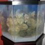 fish tank picture - This is my 44 gal corner fish tank. It has been set up for just over a week. I added 40lbs of live rock yesterday. I am going to wait for at least 2 more weeks before I add any fish. I still have not decided if I want to get a skimmer or not.