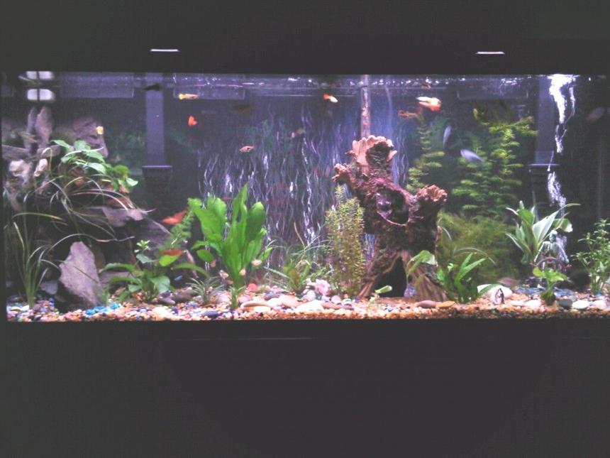 Rated #136: 75 Gallons Planted Tank - All live plants, also all the rock is natural river slate fish  -- guppys goldnugget placo neons tetras african butterfly fish two large golden snails the tank is a 75 gallon marineland with two marinland 400 filters ocean sun light bulbs . its slowly getting there the tank has been going for three months want to get a co2 system ive heard they help the plants alot !