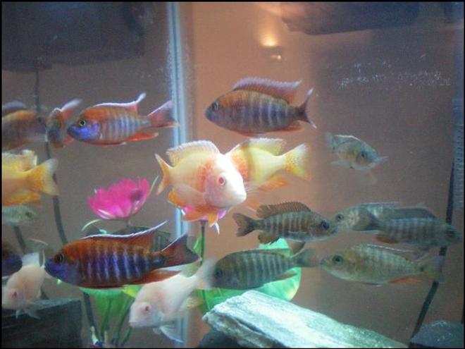 freshwater fish - aulonocara hansbaenschi - red peacock cichlid stocking in 29 gallons tank - Cichlids, Adjusting to their new tank.