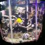 55 gallons reef tank (mostly live coral and fish) - my 55 gallon reef tank