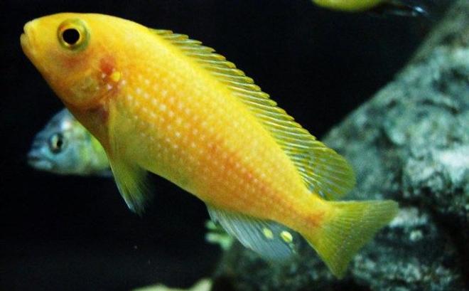 freshwater fish - pseudotropheus estherae - red zebra cichlid stocking in 55 gallons tank - Red Zebra - Metriaclima estherae