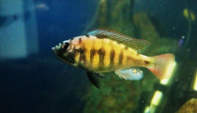 freshwater fish - haplochromis sp. 44 - red tail stocking in 55 gallons tank - Young hap sp.44