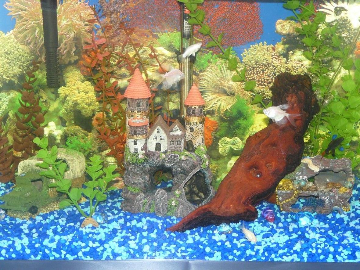 20 gallons freshwater fish tank (mostly fish and non-living decorations) - Our Freswater Tank. Decorations and fish selected by our kids. This was a present for their 8th birtday.