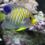 saltwater fish - pygoplites diacanthus - regal angelfish stocking in 90 gallons tank - regal angelfish