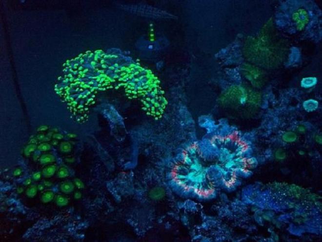 corals inverts - zoanthus sp. - colony polyp stocking in 70 gallons tank - my tank