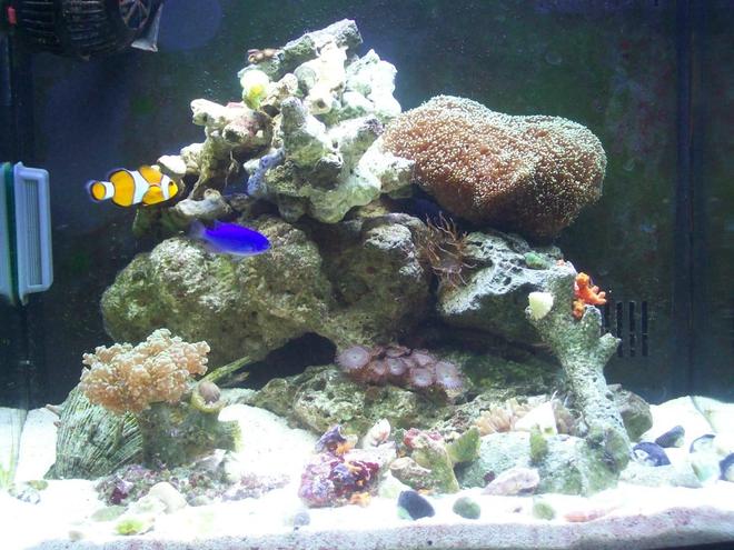 14 gallons reef tank (mostly live coral and fish) - what can you find in my tank???