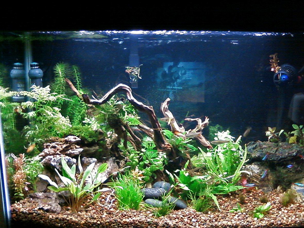 29 gallons planted tank (mostly live plants and fish) - 29 gallon