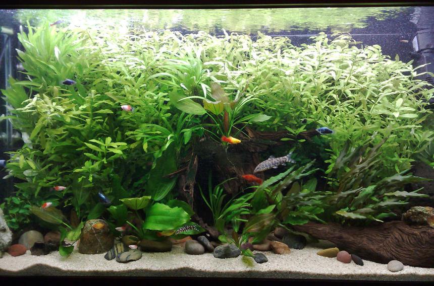 Rated #15: 75 Gallons Planted Tank - Aquatic valium.