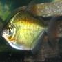freshwater fish - metynnis argenteus - silver dollar stocking in 55 gallons tank - Silver Dollar. Shows great color based on mood. Vibrant red and dark black spots.