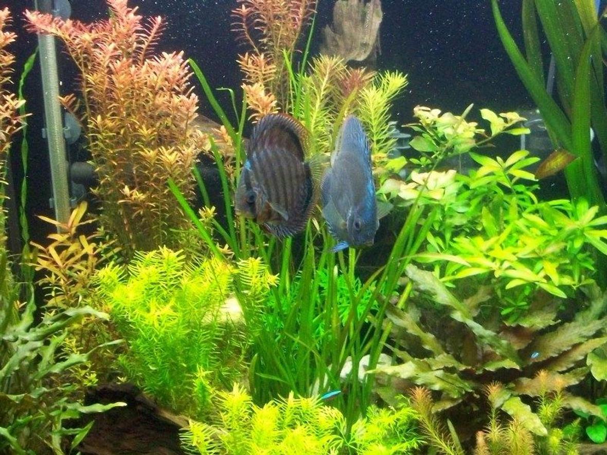 65 gallons planted tank (mostly live plants and fish) - Pearling plants