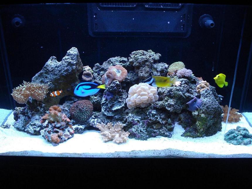 Rated #52: 65 Gallons Reef Tank - LOULOU'S REEF TANK 1