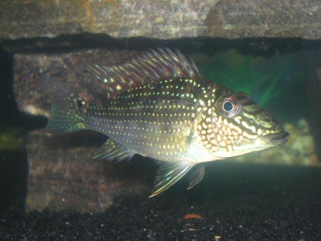 freshwater fish - geophagus jurupari - demon fish stocking in 55 gallons tank - Geophagus Jurapari