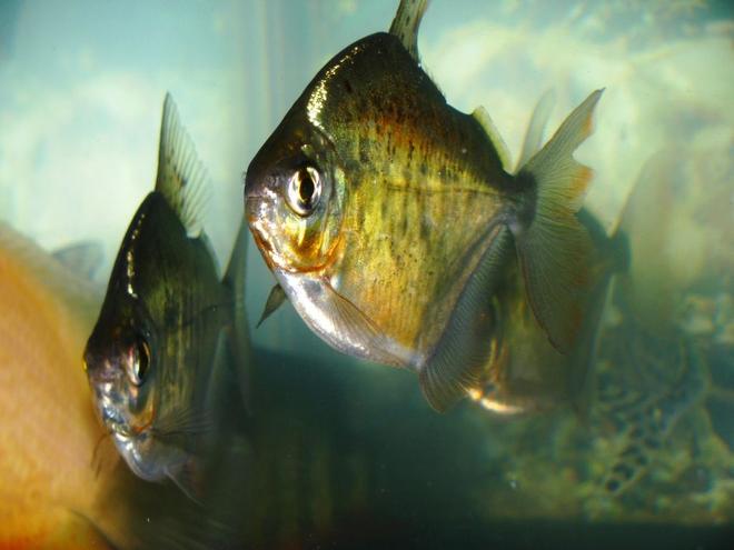 freshwater fish - metynnis argenteus - silver dollar stocking in 55 gallons tank - 3 Silver Dollars.  The red and black color really comes out when they are trying to spawn, which is very cool to watch.