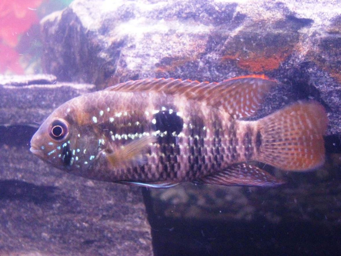 freshwater fish - aequidens pulcher - blue acara stocking in 55 gallons tank - 3" Blue Acara. Rescued him from a LFS kissing gourami tank. It was weird seeing him hiding from the gouramis of same size. Was very timid for a couple months, but is finally starting to get some confidence in himself.