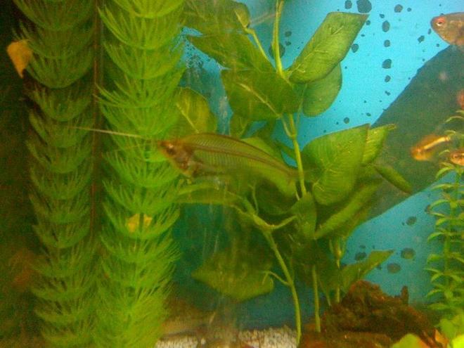 freshwater fish - kryptopterus bicirrhis - ghost glass cat stocking in 22 gallons tank - Here is a picture of one of my amazing Glass Fish! Currently in a 24" x 12" x 18" Freshwater tank that I have owned for just over a year now. Standard Daylight lighting on a timer which switches over to moonlight LED blue lights at the night time. Standard Fluval filtration pump and air bubbles.

Currently home to:
1 Albino Red Finned Shark
2 Albino Bristlenose Plecs
1 Ghost Shrimp
3 Glassfish
1 Dwarf Puffer
1 Zebra Danio
4 Black Neon Tetras
1 Head and Taillight
1 Bolivian ram