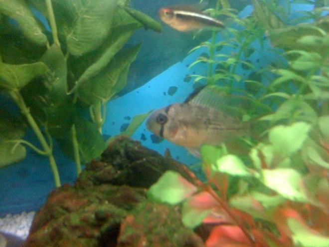 freshwater fish - microgeophagus altispinosa - bolivian ram stocking in 22 gallons tank - Here is a picture of my very timid Bolivan Ram! Currently in a 24" x 12" x 18" Freshwater tank that I have owned for just over a year now. Standard Daylight lighting on a timer which switches over to moonlight LED blue lights at the night time. Standard Fluval filtration pump and air bubbles.

Currently home to:
1 Albino Red Finned Shark
2 Albino Bristlenose Plecs
1 Ghost Shrimp
3 Glassfish
1 Dwarf Puffer
1 Zebra Danio
4 Black Neon Tetras
1 Head and Taillight
1 Bolivian ram