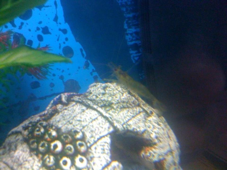 corals inverts - paleomonetes sp. - ghost shrimp stocking in 22 gallons tank - Here is a picture of my, always looking for food, Ghost Shrimp! Currently in a 24" x 12" x 18" Freshwater tank that I have owned for just over a year now. Standard Daylight lighting on a timer which switches over to moonlight LED blue lights at the night time. Standard Fluval filtration pump and air bubbles.

Currently home to:
1 Albino Red Finned Shark
2 Albino Bristlenose Plecs
1 Ghost Shrimp
3 Glassfish
1 Dwarf Puffer
1 Zebra Danio
4 Black Neon Tetras
1 Head and Taillight
1 Bolivian ram
