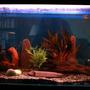 33 gallons freshwater fish tank (mostly fish and non-living decorations) - Rob's 125 litre tank