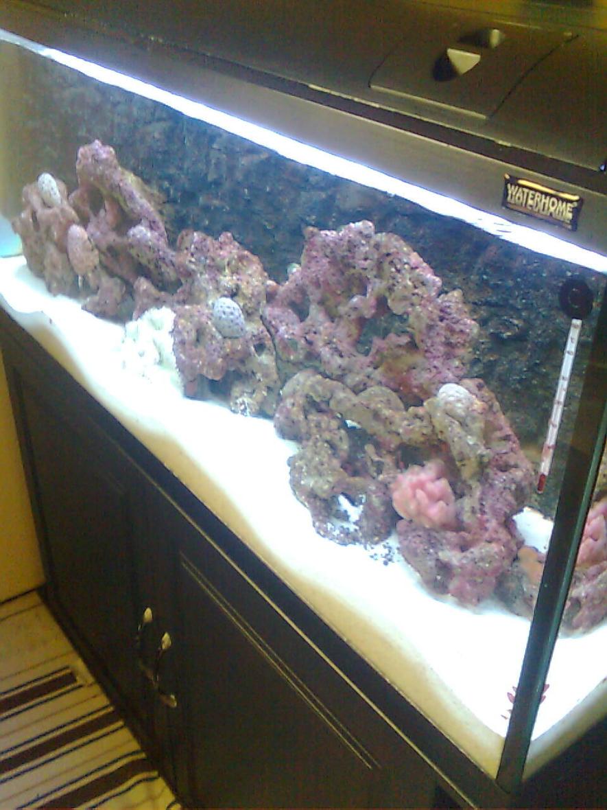 Rated #125: 55 Gallons Reef Tank - new setup reef life rock with some brain coral from arabian gulf sea in saudi arabia