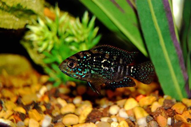 freshwater fish - nandopsis octofasciatum - jack dempsey stocking in 55 gallons tank - One of the new jack dempseys