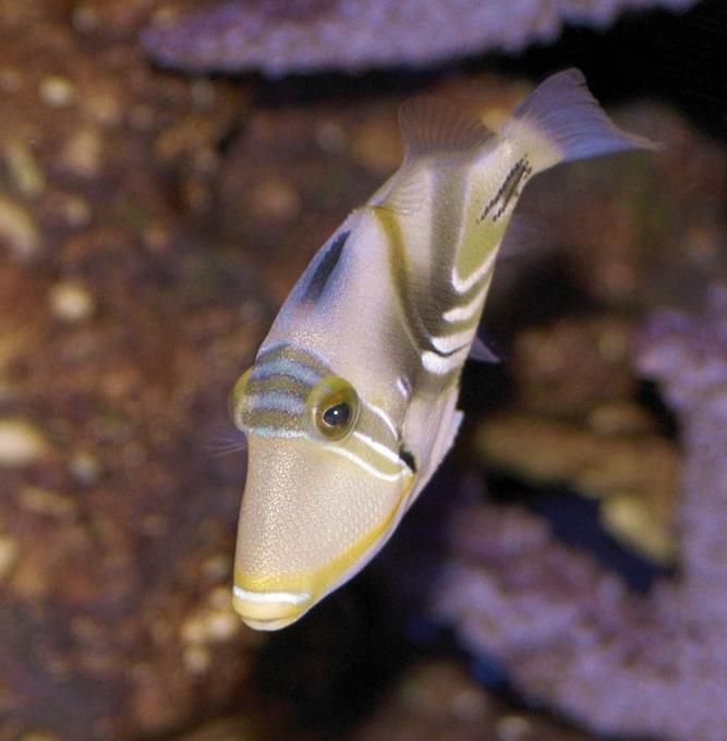 saltwater fish - rhinecanthus aculeatus - humu picasso triggerfish stocking in 150 gallons tank - Picasso Trigger