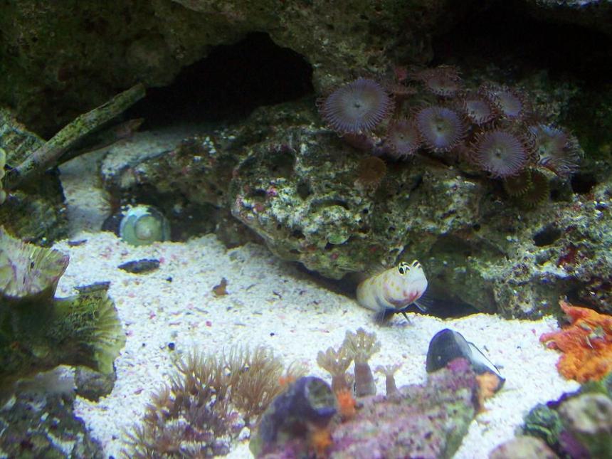 Rated #38: Saltwater Fish - Cryptocentrus Leptocephalus - Pink Spotted Watchman Goby Stocking In 14 Gallons Tank - dobby the gobby