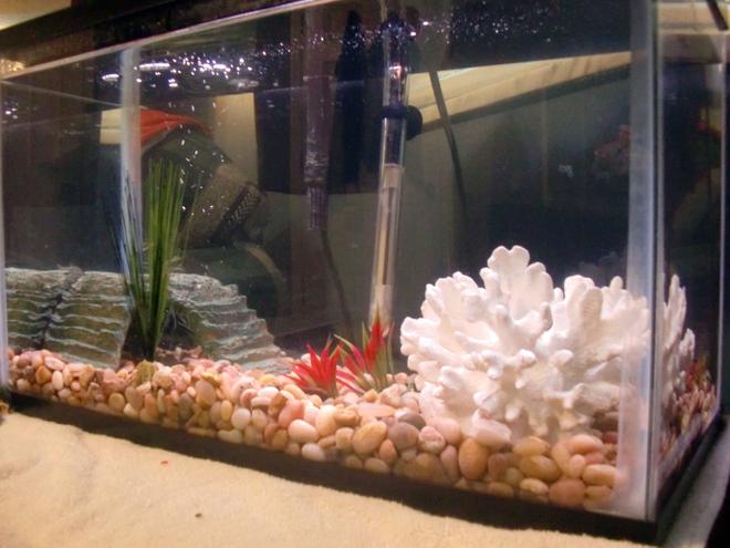 10 gallons reef tank (mostly live coral and fish) - New Tank