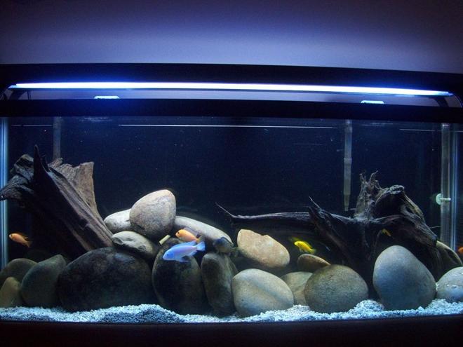 55 gallons freshwater fish tank (mostly fish and non-living decorations) - Lake Malawi Tank
