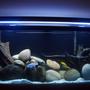 55 gallons freshwater fish tank (mostly fish and non-living decorations) - Lake Malawi Tank