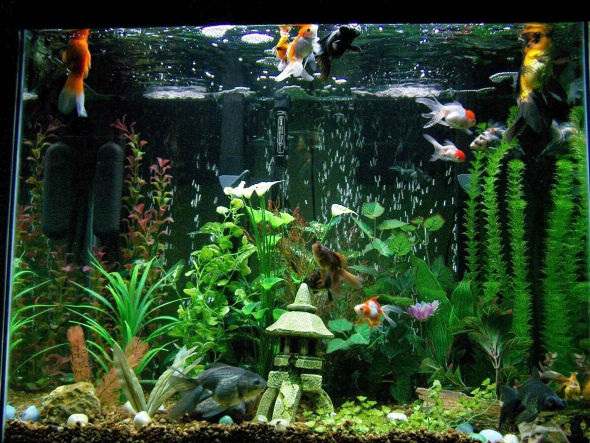 56 gallons freshwater fish tank (mostly fish and non-living decorations) - I love my goldfish tank, they are funny little characters! They beg for food all the time.