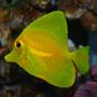 saltwater fish - zebrasoma flavescens - yellow tang - hawaii stocking in 29 gallons tank - My yellow Tang