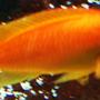 freshwater fish - pseudotropheus estherae - red zebra cichlid stocking in 125 gallons tank - Sunkist my Red Zebra Cichlid