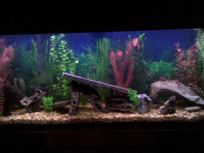 55 gallons freshwater fish tank (mostly fish and non-living decorations) - 55g new set up