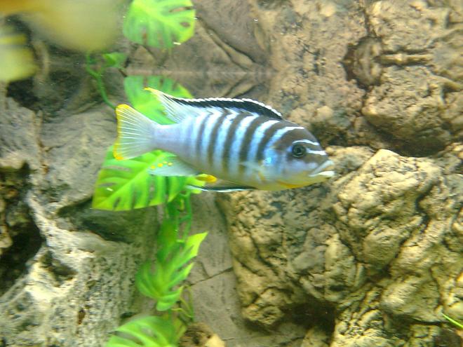 freshwater fish - metriaclima sp. - chilumba zebra stocking in 105 gallons tank - wild caught metriaclima zebra chilumba.
BB zebra