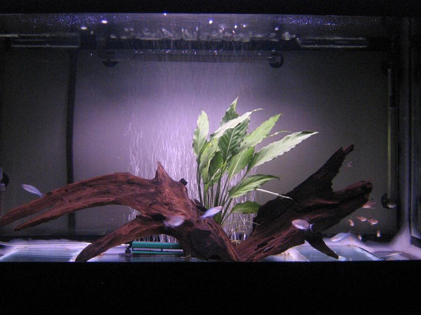 Rated #214: 50 Gallons Planted Tank - My 50G